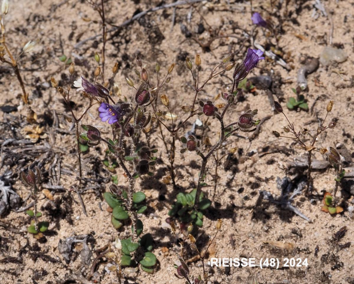 Toadflax, (Red-leaved) plant